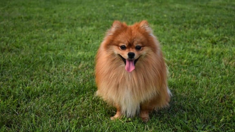 pomeranian