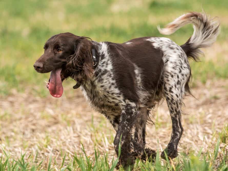 Pienimünsterinseisoja