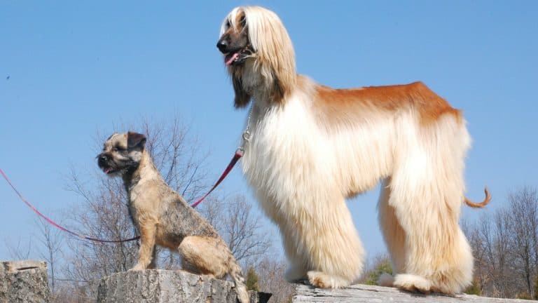 Hypoallergeeniset koirarodut [55 kpl] kuvina