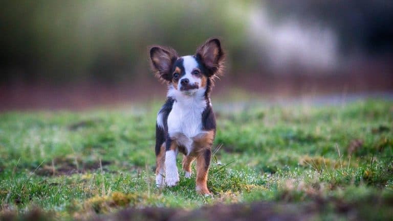 Kääpiökoirarodut & toykoirarodut: [22 kpl] kuvina ja niminä