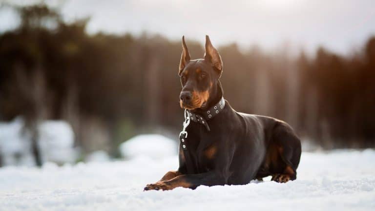 Saksalaiset koirarodut  [31 kpl] kuvina