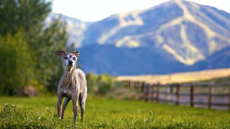 Italialaiset koirarodut [14 kpl] kuvina