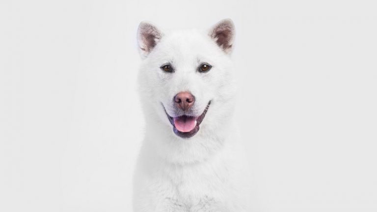 Japanilaiset koirarodut [10 kpl] kuvina