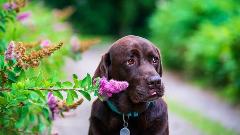 Labradorinnoutajan luonne ja käytös