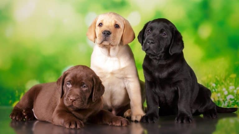 Labradorinnoutajan värit