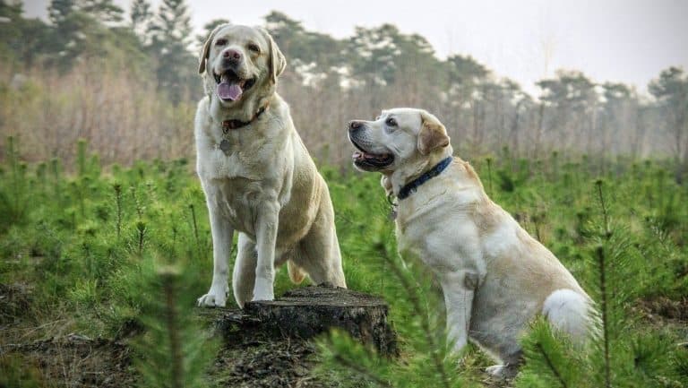 Käyttölinjainen vai näyttelylinjainen labradorinnoutaja?