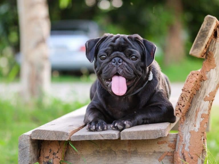 Koirarodut englanniksi