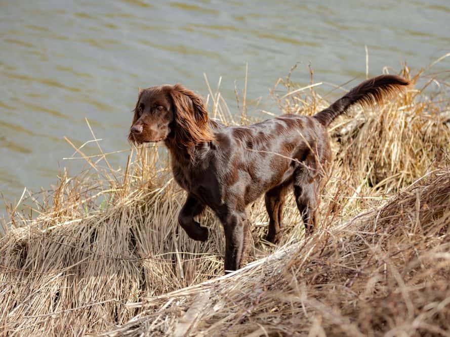 pitkäkarvainen saksanseisoja