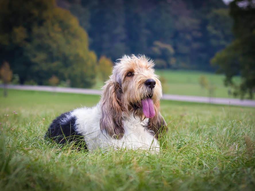 Grand basset griffon vendéen