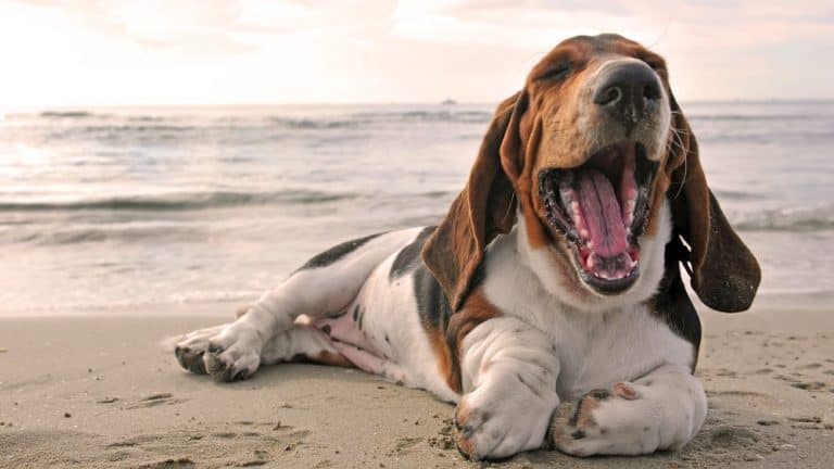 Iso-Britannian (Englannin) koirarodut [29 kpl] kuvina