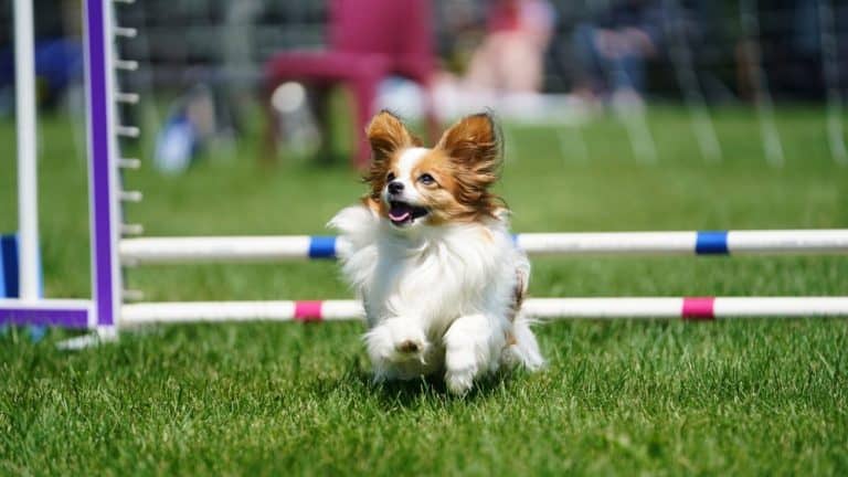 Ranskalaiset koirarodut [19 kpl] kuvina