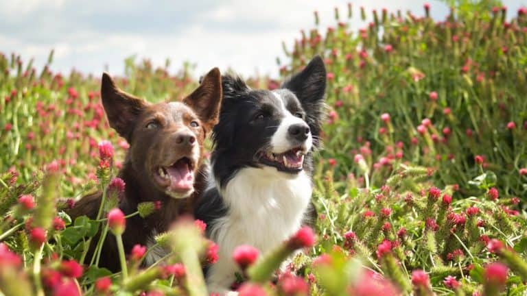 Keskikokoiset koirarodut kuvina