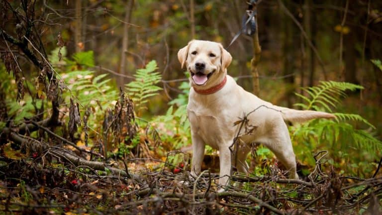 Labradorinnoutaja – Suomen suosituin koirarotu