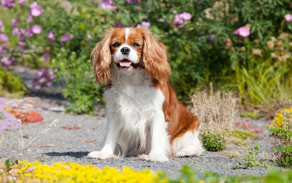 Cavalierkingcharlesinspanieli