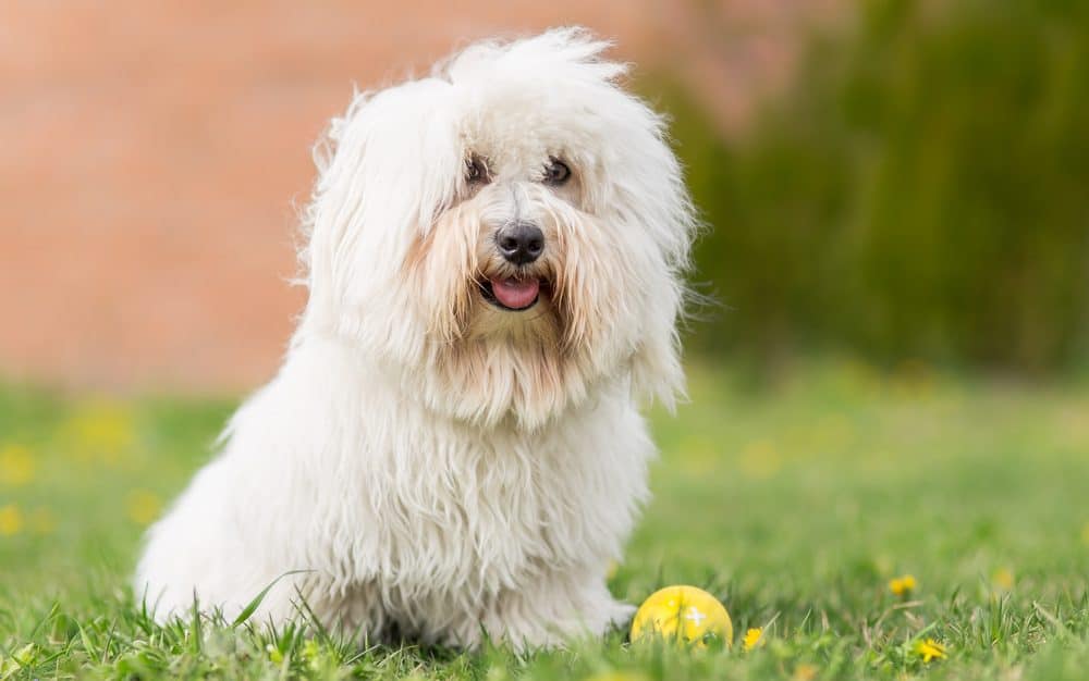 Coton de tulear