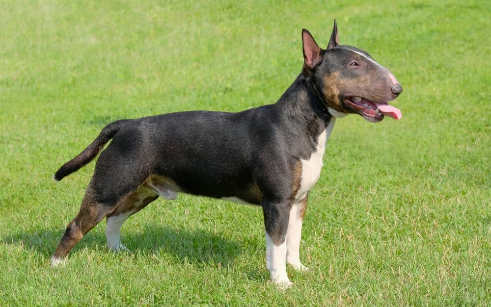 Kääpiöbullterrieri