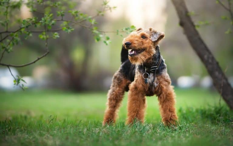 Terrierit: yleistietoa ja eri terrierirodut [35 kpl] kuvina