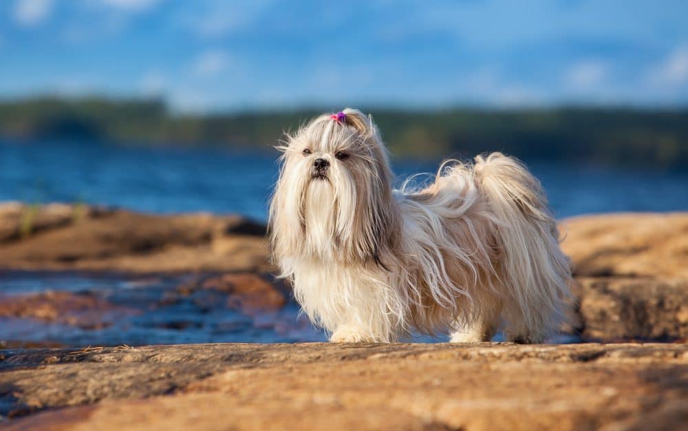 Shih tzu