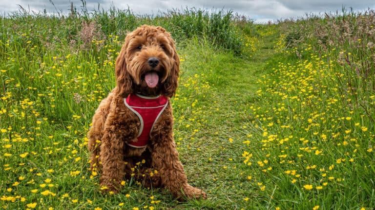 cockapoo niityllä