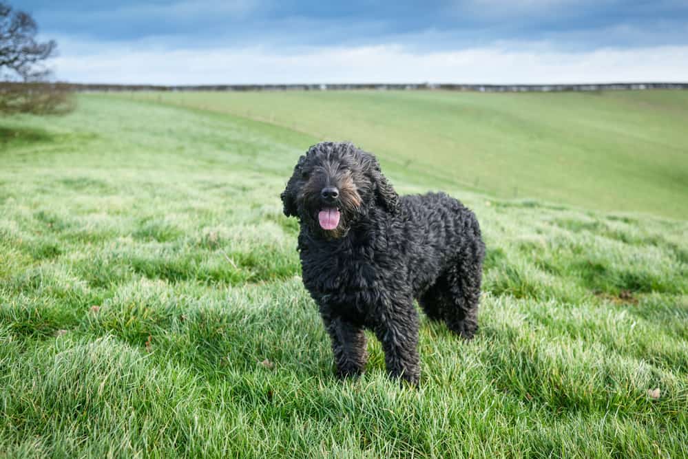 musta cockapoo