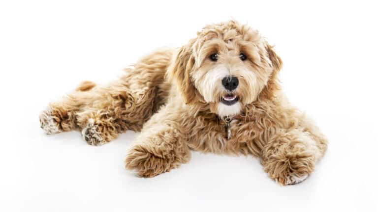 Labradoodle – labbiksen ja villakoiran risteytys