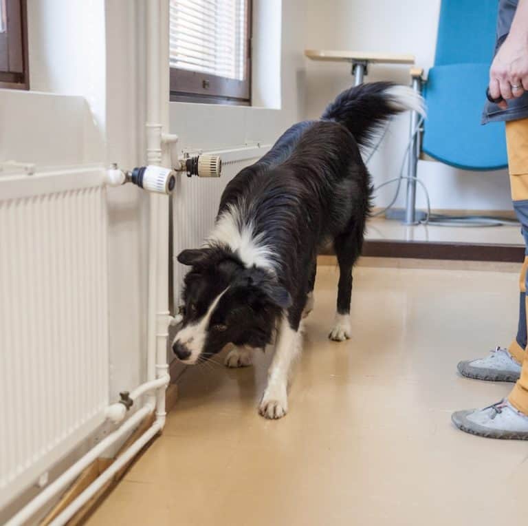 Homekoira työssään, etsimässä mikrobivaurioita homekoiran erinomaisen hajuaistin avulla